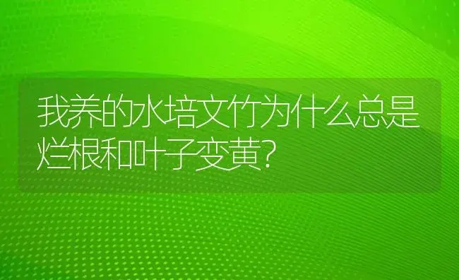 我养的水培文竹为什么总是烂根和叶子变黄？ | 植物问答