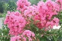 忻城：紫薇每棵卖三四千元