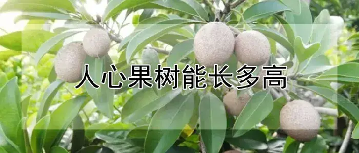 人心果树能长多高