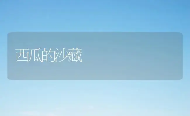 西瓜的沙藏 | 植物百科