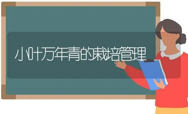 小叶万年青的栽培管理 | 植物科普