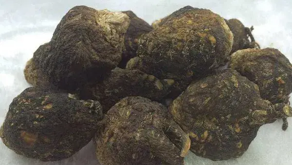 玛卡的种植前景怎么样 玛卡亩产量多少斤