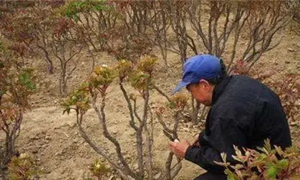 牡丹花怎么养