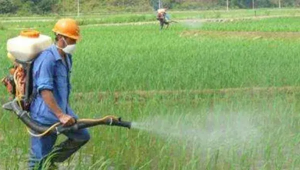 水稻种植的步骤