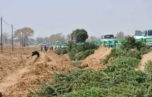 盐碱地苗木种植的管理技术及养护要点