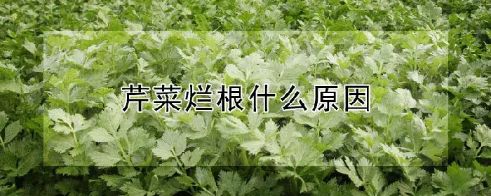 芹菜烂根什么原因