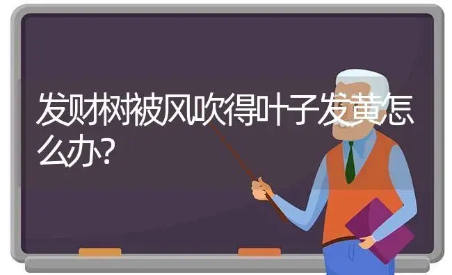 鹅掌楸木家具怎么去味道？ | 植物问答