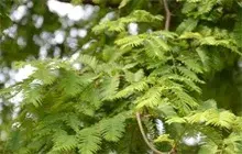 水杉种植的幼苗管理