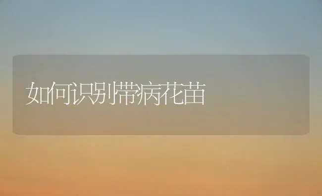 水塔凤梨 | 植物科普