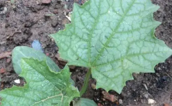 茄子苗怎么栽