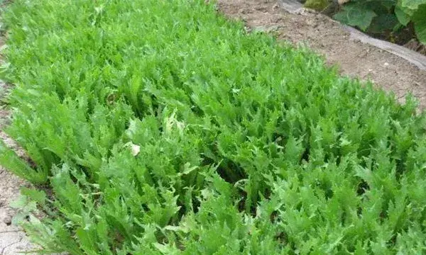 苦菊种植注意事项