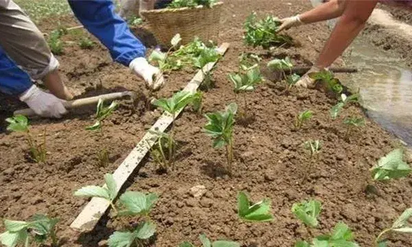 草莓冬季移栽如何提高成活率