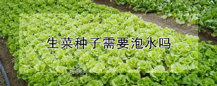 生菜种子需要泡水吗