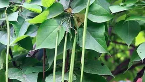 楸树怎么种 楸树种植方法与注意事项