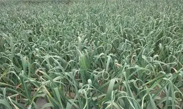 如何防治大蒜重茬？重茬的危害是什么