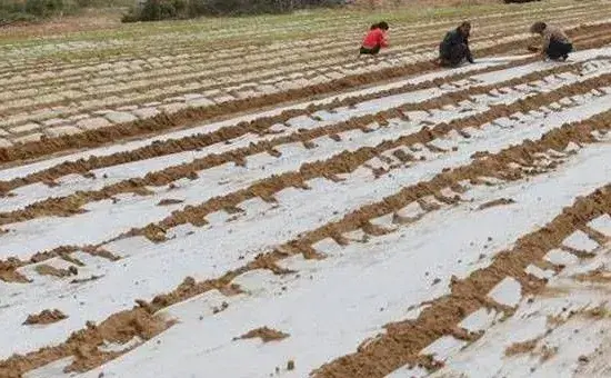 地膜大蒜高产种植方法技术