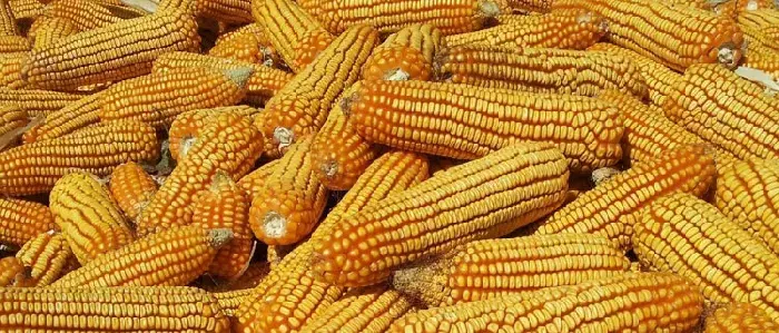 农大488玉米种介绍，红轴粒深且脱水快，稀植大穗密植高产