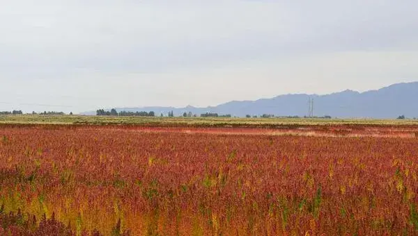藜麦种植时间，一般在春末时节种植