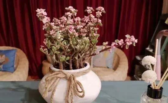 雅乐之舞好养殖吗，5步教你养好雅乐之舞