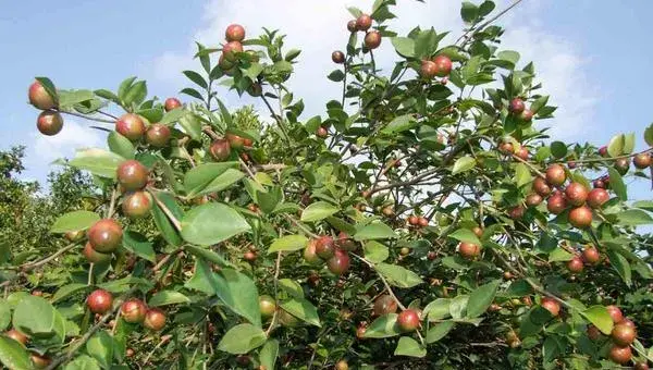 油茶知识及种植管理技术