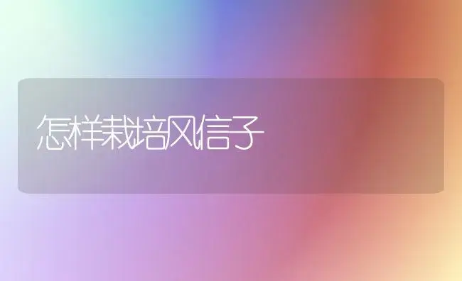 怎样栽培风信子 | 植物科普