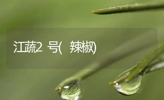 江蔬2号(辣椒) | 植物百科