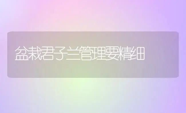 盆栽君子兰管理要精细 | 植物知识