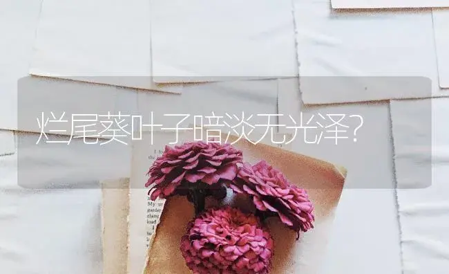 烂尾葵叶子暗淡无光泽？ | 植物问答