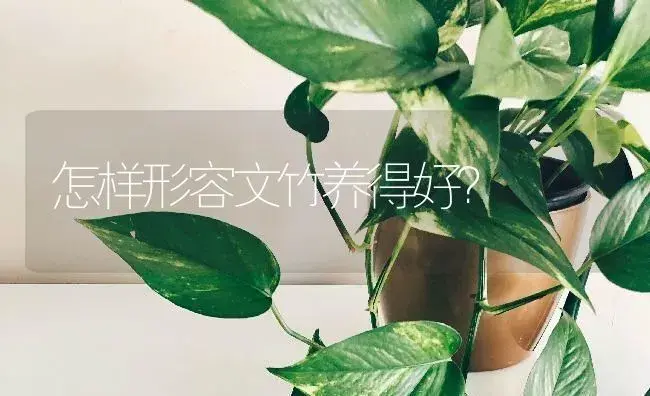 怎样形容文竹养得好？ | 植物问答