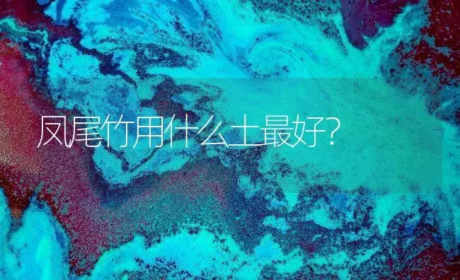 凤尾竹用什么土最好？ | 植物问答