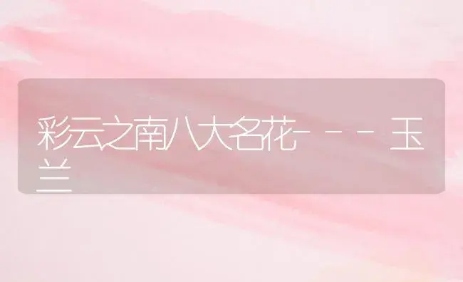 彩云之南八大名花---玉兰 | 植物科普
