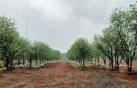 香橼树苗的价格（香橼树苗种植技术）