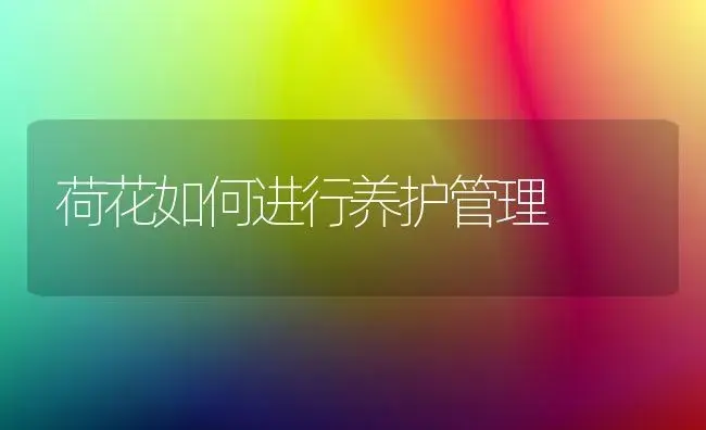 荷花如何进行养护管理 | 植物科普