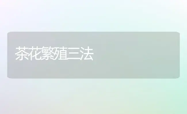 茶花繁殖三法 | 植物知识
