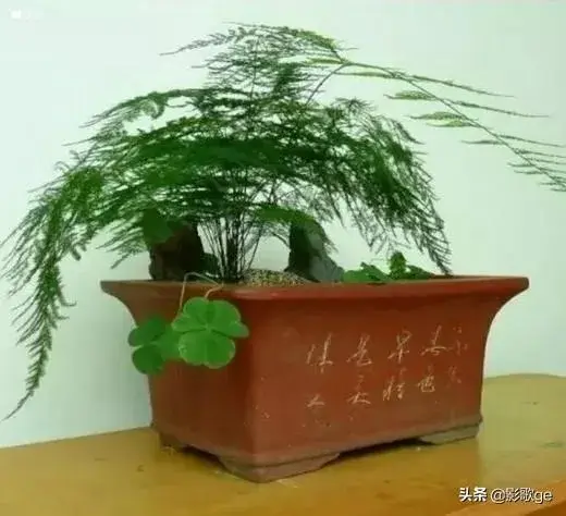 适合养文竹的花盆？