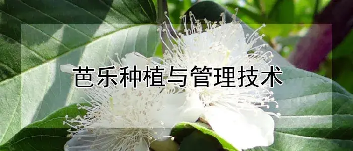 芭乐种植与管理技术