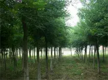 槐树的种类介绍及特点分析