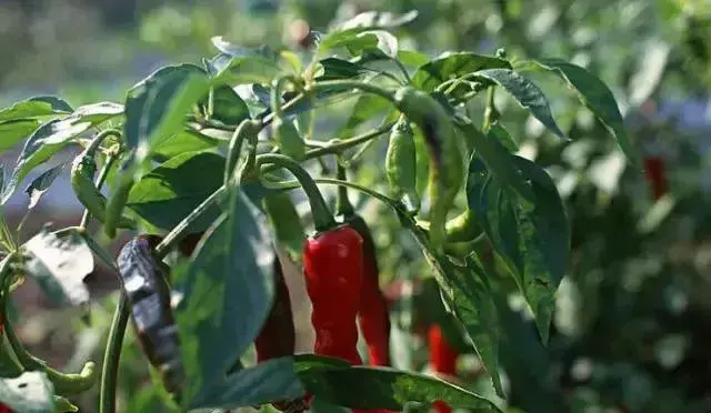 辣椒高产种植技术大全