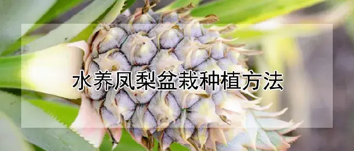 水养凤梨盆栽种植方法