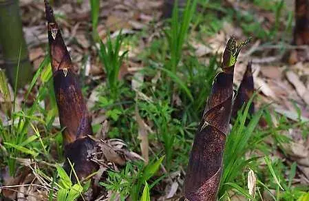 竹笋种植条件和方法