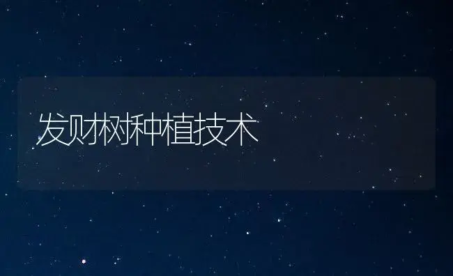 发财树种植技术 | 植物知识