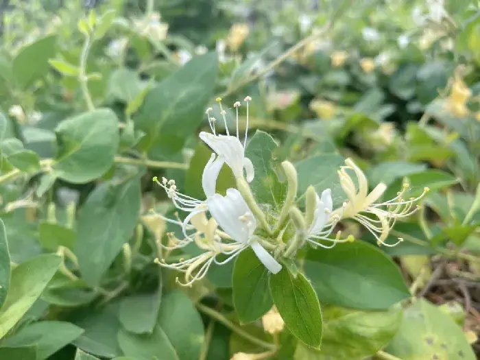 金银花大棚种植好不好