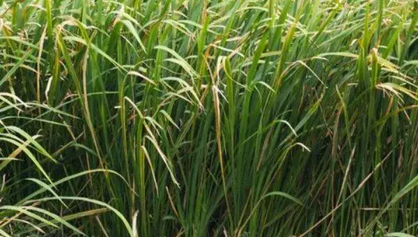 2018种茭白赚钱吗？茭白种植的利润与投资成本及前景预测