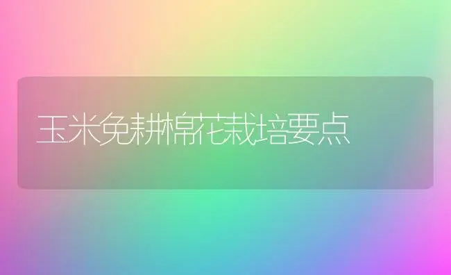 玉米免耕棉花栽培要点 | 植物科普