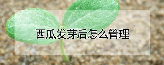 西瓜发芽后怎么管理