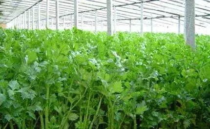 芹菜死苗的预防与防治