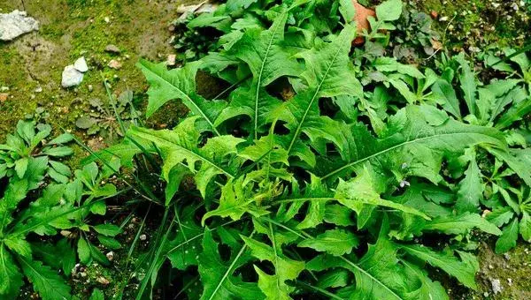 苦菜怎么种 苦菜栽培技术