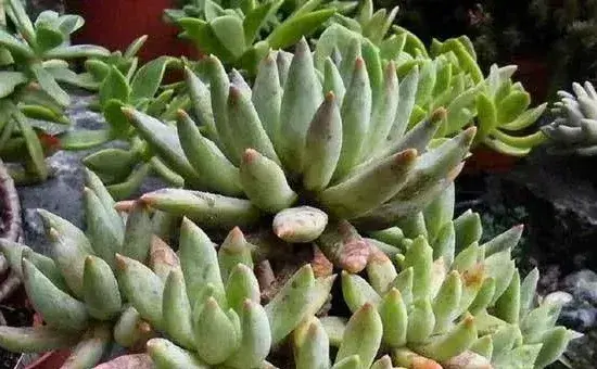 多肉植物一般多久浇一次水？受哪些因素的影响？