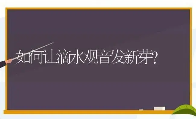 如何让滴水观音发新芽？ | 植物问答