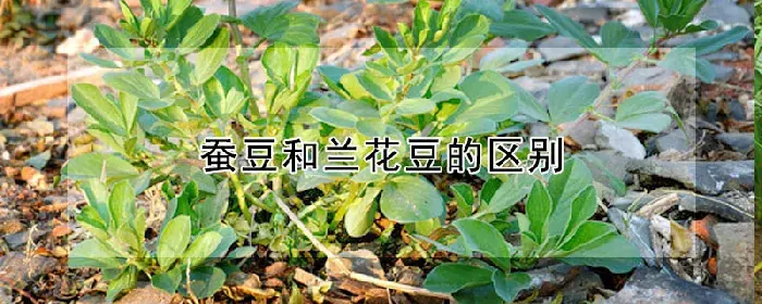 蚕豆和兰花豆的区别